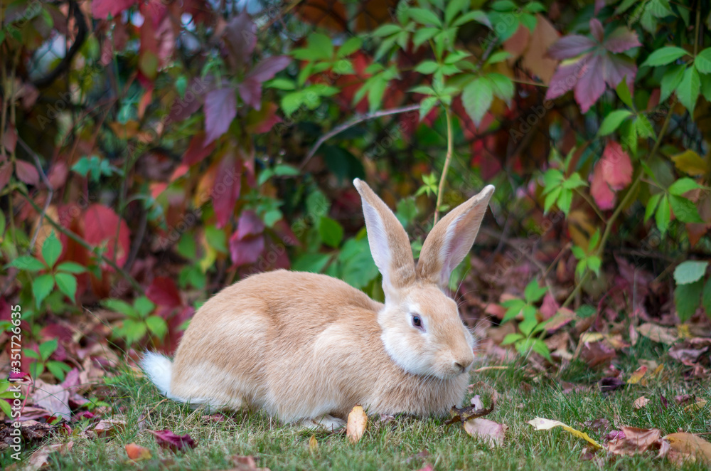 A red rabbit is sitting on the grass next to a net covered with red-leaved wild grapes.The rabbit looks straight, the tail is visible. A red rabbit is sitting on the grass next to a net covered with red-leaved wild grapes.The rabbit looks straight, the tail is visible.