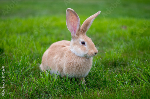 A light-red rabbit pricks up its ears, sits on the lawn and looks to the right.