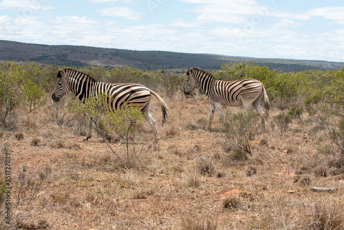 Zebras in der Wildnis