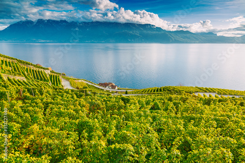 Lavaux, Switzerland: Lake Geneva and the Swiss Alps landscape seen from Lavaux vineyard tarraces in Canton of Vaud photo