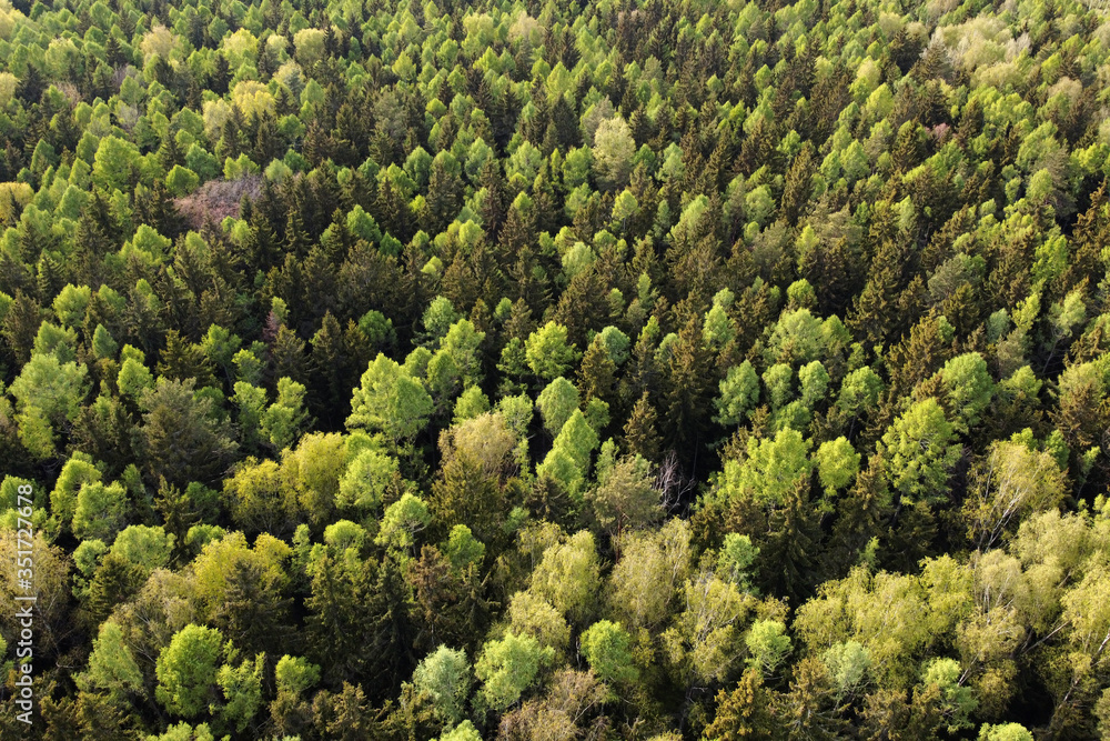 Forest aerial view. Tops of green trees. Aerial shot of forest landscape