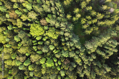 Forest aerial view. Tops of green trees. Aerial shot of forest landscape