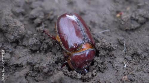 Summer May beetle (Amphimallon solstitiale) creeps on ground, macro view