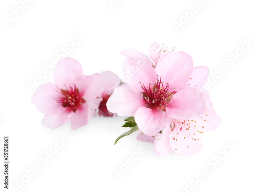 Beautiful tree blossom isolated on white. Spring season © New Africa