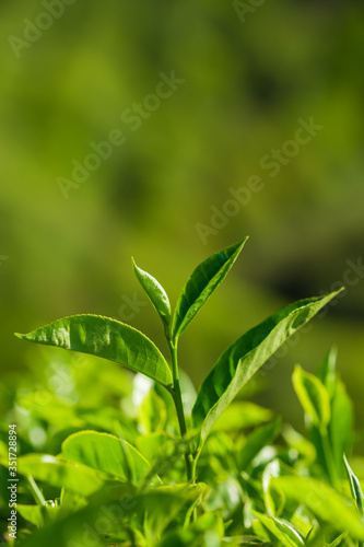 Green tea leaves close up on tea plantations in Munnar, India