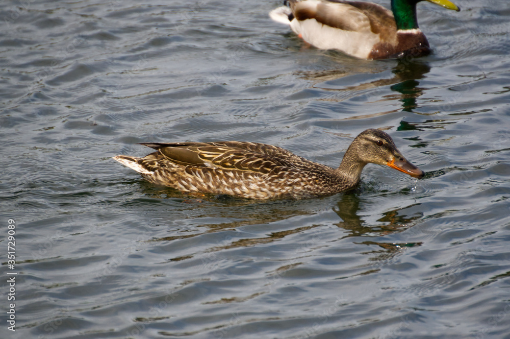 Fototapeta premium Female Mallard