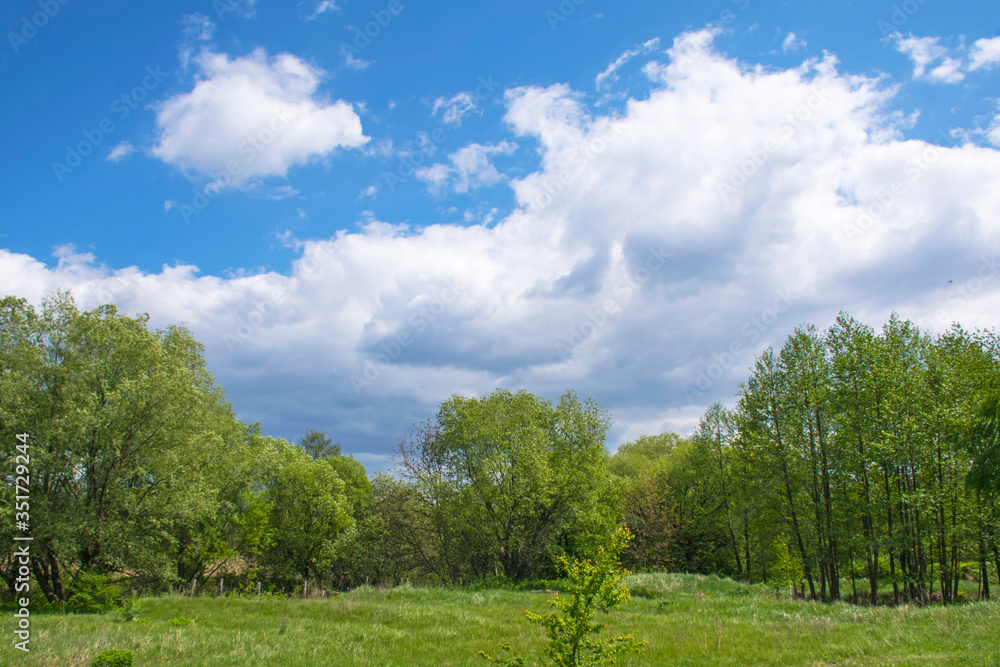 Green meadow on a sunny glade between trees in early summer, blue sky with clouds