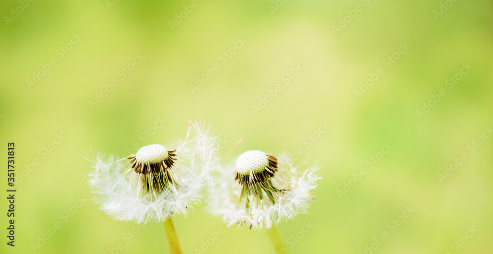 Fototapeta premium Long banner Close-up of white dandelion with seeds, on Blurred yellow background.Meadow of bright yellow dandelions, green grass with bokeh effect. Design element.Summer concept
