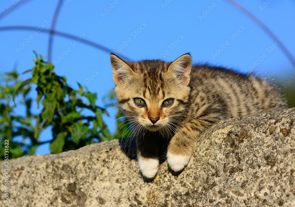 the cat is breathing the cat is breathing