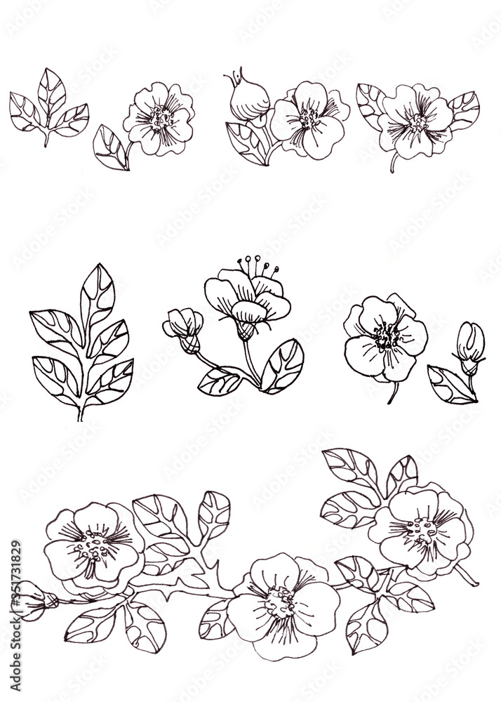 set of black and white graphic elements of flowers, fruits and leaves of rosehip. linear drawing set of black and white graphic elements of flowers, fruits and leaves of rosehip. linear drawing