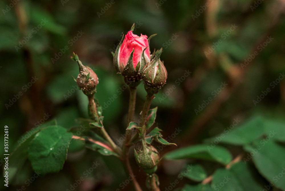 Unopened bud of China rose (Rosa odorata) close up Unopened bud of China rose (Rosa odorata) close up