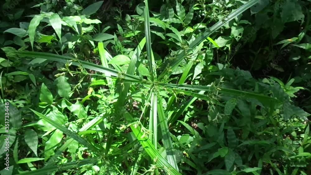 Cyperus rotundus (coco-grass, Java grass, nut grass, purple nut sedge, purple nutsedge, red nut sedge, Khmer kravanh chruk) with natural background. us rotundus is a perennial plant. Cyperus rotundus (coco-grass, Java grass, nut grass, purple nut sedge, purple nutsedge, red nut sedge, Khmer kravanh chruk) with natural background. us rotundus is a perennial plant.