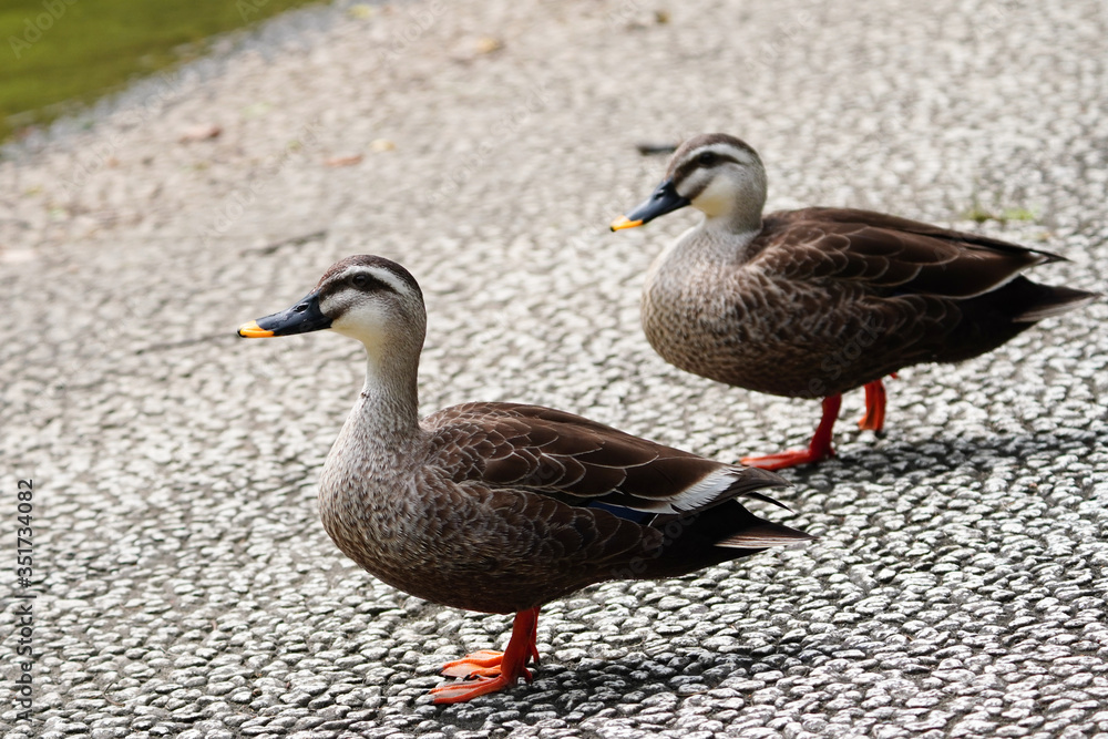 two ducks on ground two ducks on ground