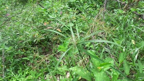 Cyperus rotundus (coco-grass, Java grass, nut grass, purple nut sedge, purple nutsedge, red nut sedge, Khmer kravanh chruk) with natural background. us rotundus is a perennial plant. photo