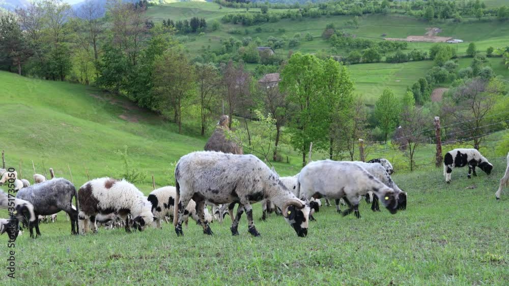 4k video of sheep grazing on field. Beautiful rural landscape
4k video of sheep grazing on field. Beautiful rural landscape