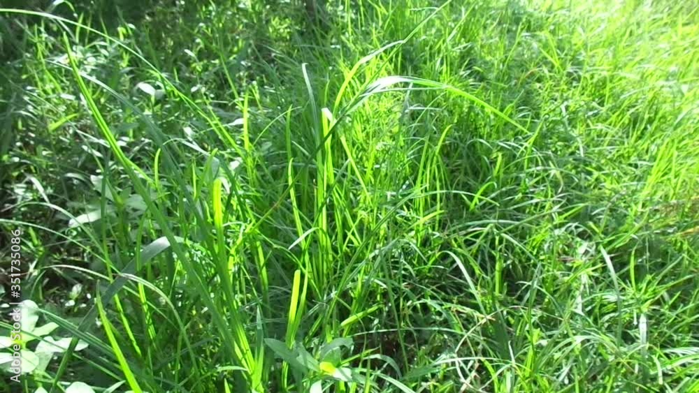 Cyperus rotundus (coco-grass, Java grass, nut grass, purple nut sedge, purple nutsedge, red nut sedge, Khmer kravanh chruk) with natural background. us rotundus is a perennial plant. Cyperus rotundus (coco-grass, Java grass, nut grass, purple nut sedge, purple nutsedge, red nut sedge, Khmer kravanh chruk) with natural background. us rotundus is a perennial plant.