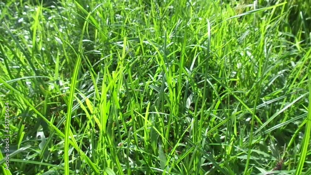 Cyperus rotundus (coco-grass, Java grass, nut grass, purple nut sedge, purple nutsedge, red nut sedge, Khmer kravanh chruk) with natural background. us rotundus is a perennial plant. Cyperus rotundus (coco-grass, Java grass, nut grass, purple nut sedge, purple nutsedge, red nut sedge, Khmer kravanh chruk) with natural background. us rotundus is a perennial plant.