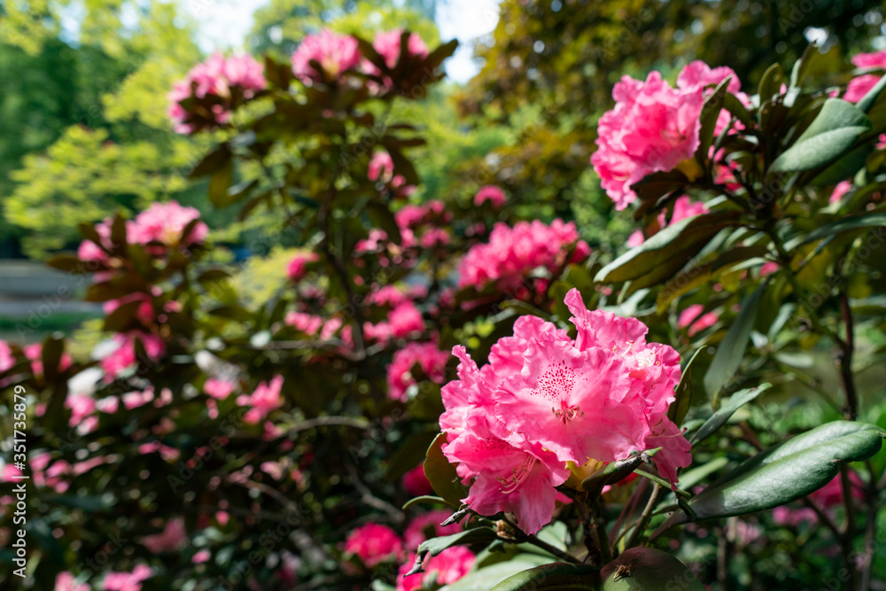 pink flowers in a garden