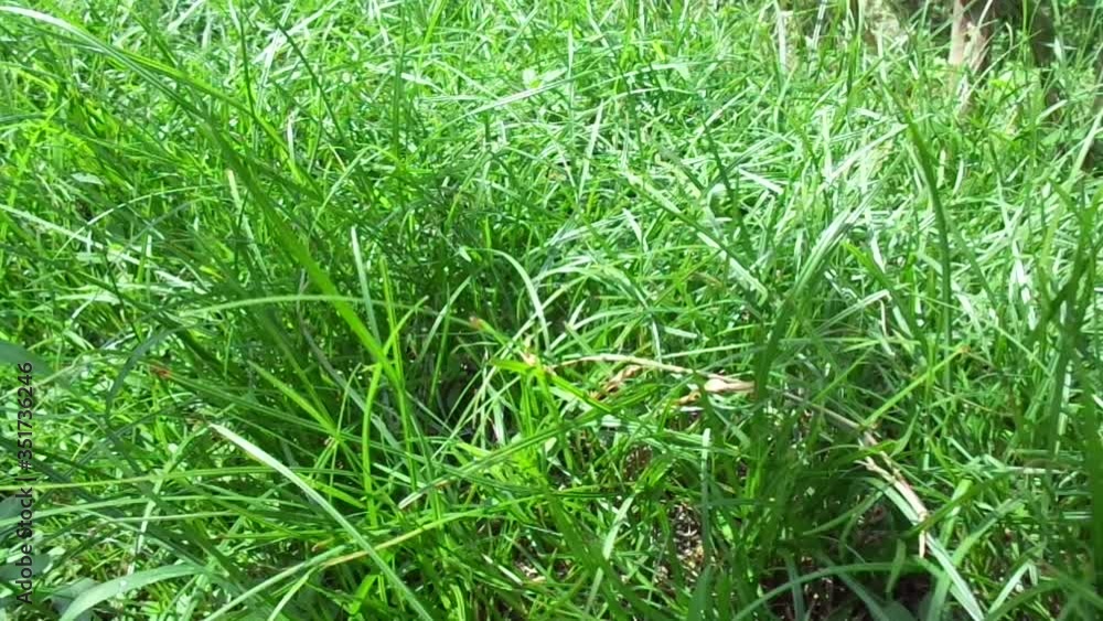 Cyperus rotundus (cocograss, Java grass, nut grass, purple nut sedge