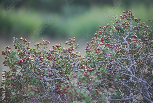 Rhamnus Alaternus, Buckthorn Flowering Plant
