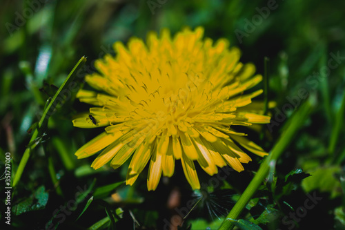 Bug on yellow dandelion flower 