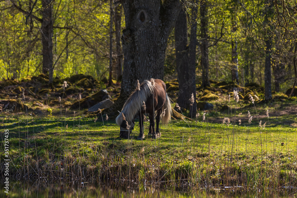 Fototapeta premium A horse with beautiful light hair grazes on a summer meadow in the Swedish forest nature