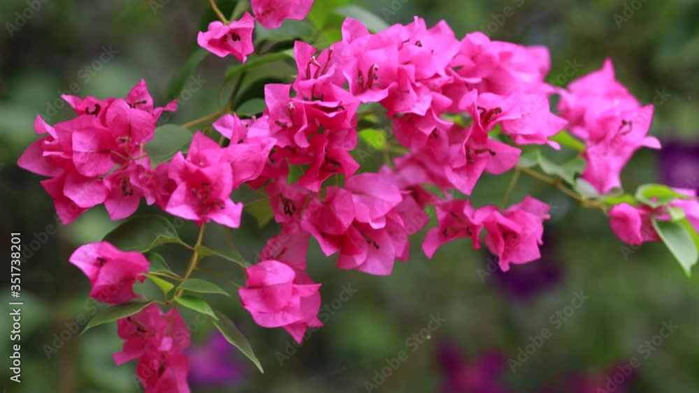 Beautiful colorful spring flower (Bougainvillea) branches closeup, Purple Flowers and green space background. Pink bougainvillea flowering in spring, Close up Beautiful colorful spring flower (Bougainvillea) branches closeup, Purple Flowers and green space background. Pink bougainvillea flowering in spring, Close up