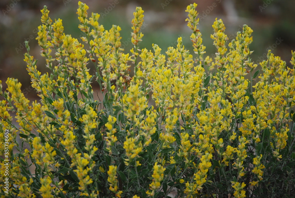 Obraz premium Anthyllis cytisoides summer deciduous shrub