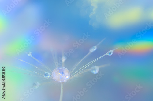 Dandelion fluff with drop of water in the middle on rainbow backdrop. Macro photography, natural abstract defocused background