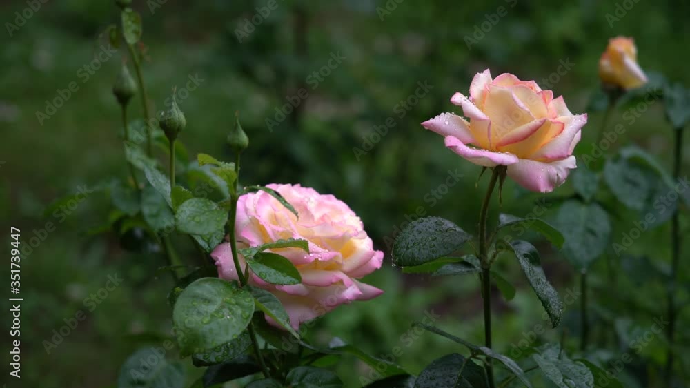it is raining, the soft pink flowers of the blooming Park rose are wet in the rain it is raining, the soft pink flowers of the blooming Park rose are wet in the rain