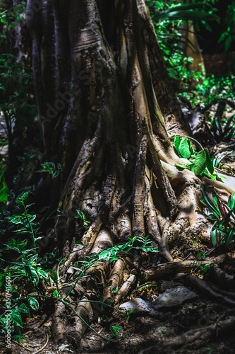 huge tropical tree contacted shades photo