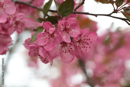 Pink Crabapple flowers on arching brances © Dipali S