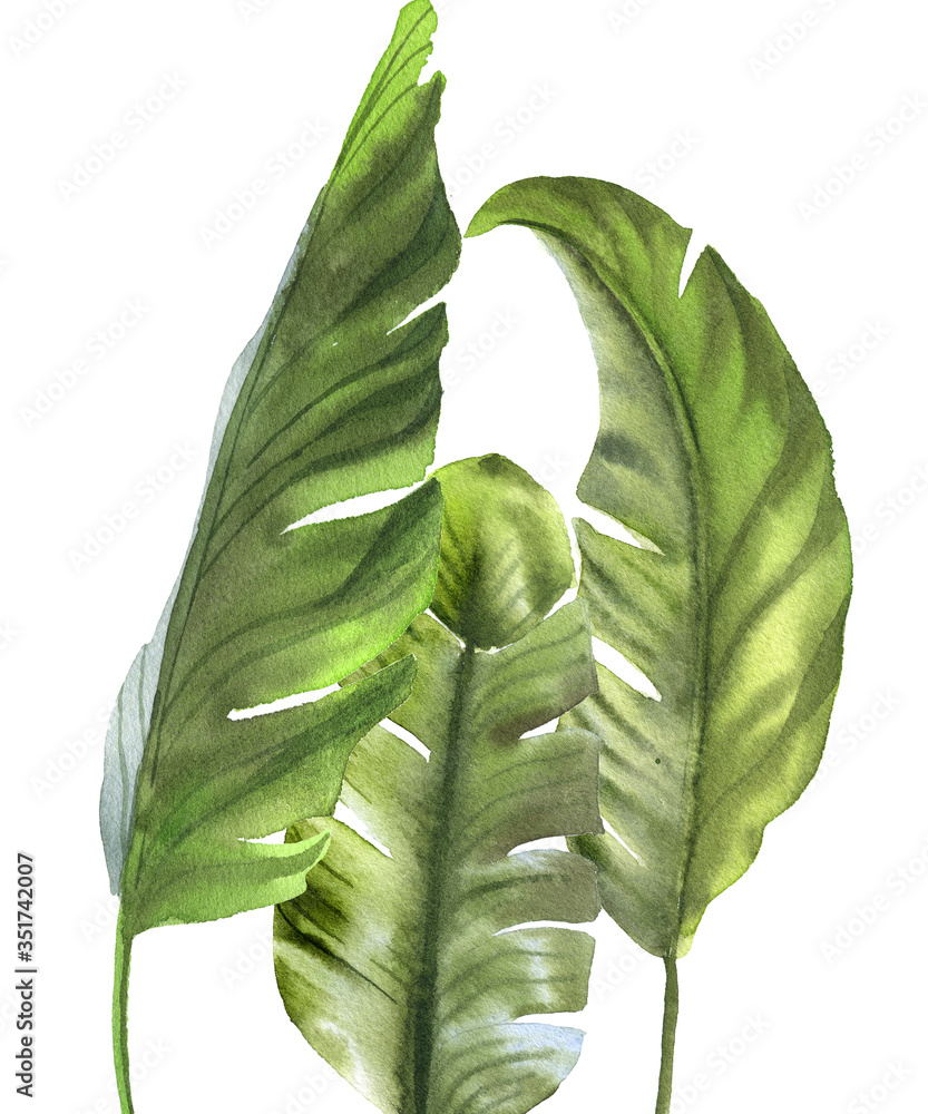 Watercolor set of banana leaves isolated on white background. Illustration for design kitchen, market, textiles, decorations, cards, wall poster - obrazy, fototapety, plakaty 