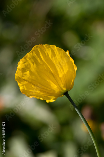 Welsh Poppy in flower in springtime, United Kingdom photo