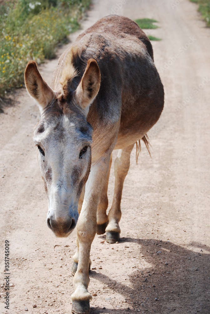Fototapeta premium Spanish Mule Walking on Country Road