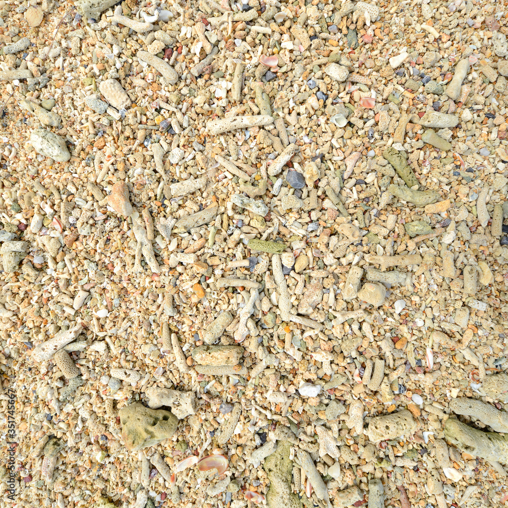 Corals stones shells sticks and sand on the beach Corals stones shells sticks and sand on the beach