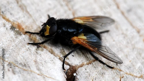 Close Up movie - Noon Fly on a leaf. Her Latin name is Mesembrina meridiana. photo