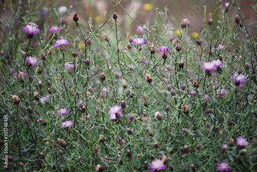 Knapweed, Thistle-like Flowering Llant