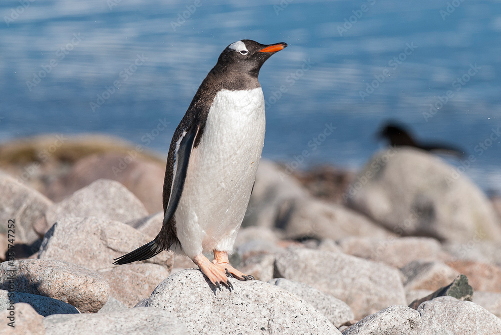 Naklejka premium Gentoo Penguin,on an antarctic beach, Neko harbour,Antartica