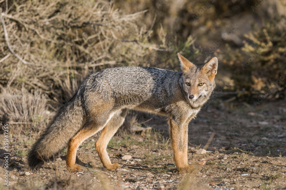 Pampas Grey fox, La Pampa, Patagonia, Argentina. Stock 写真 | Adobe Stock