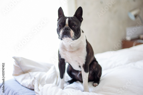 boston terrier © cat31264