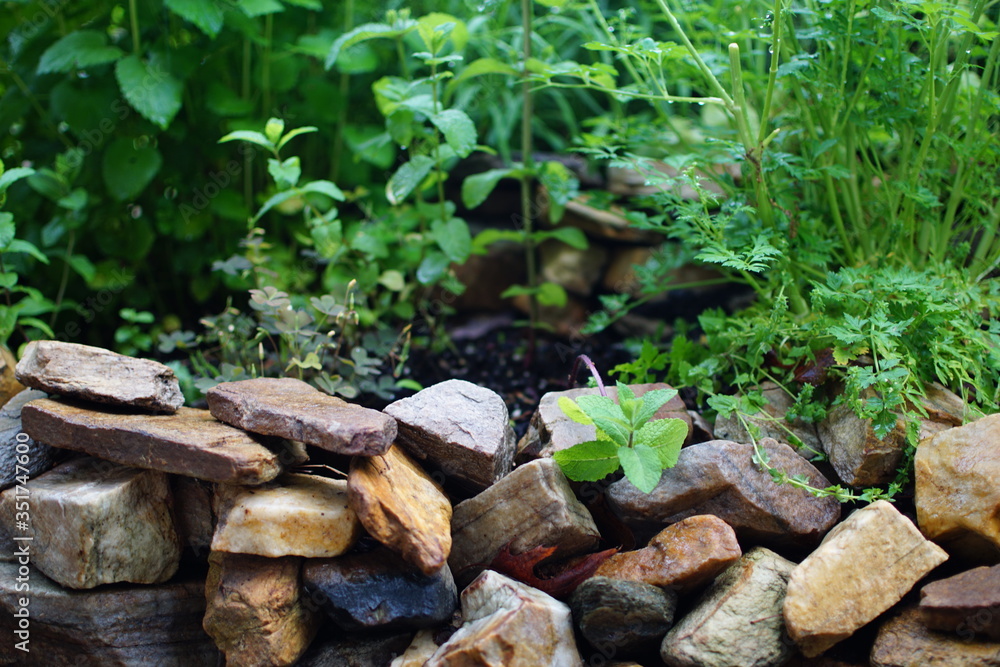 Herb Spiral, Stacked Rock Spiral Herb Garden, Lone Mint in Rocks Herb Spiral, Stacked Rock Spiral Herb Garden, Lone Mint in Rocks