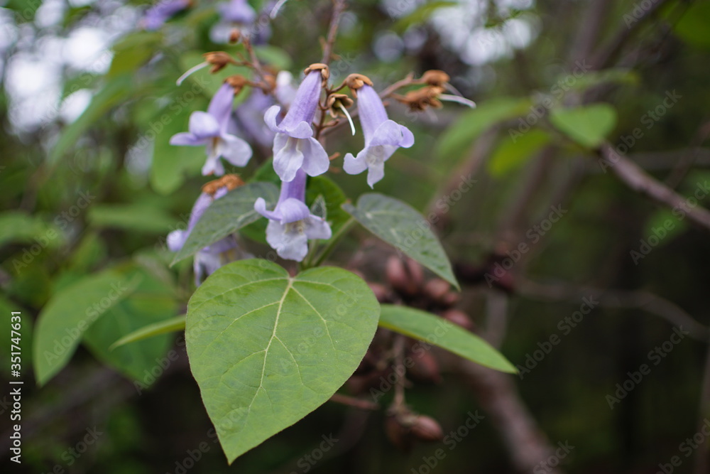 Catalpa Tree in Flower with Nut Seeds in Background Catalpa Tree in Flower with Nut Seeds in Background