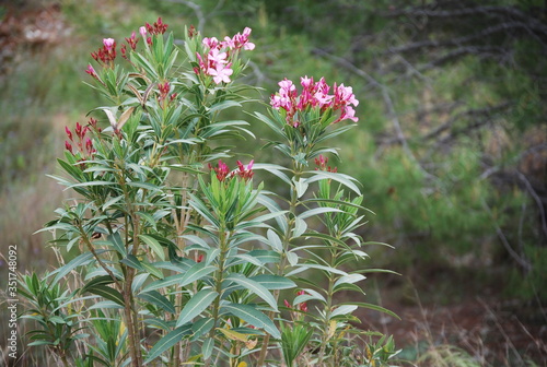 Wild Spanish Nerium Oleander Plant