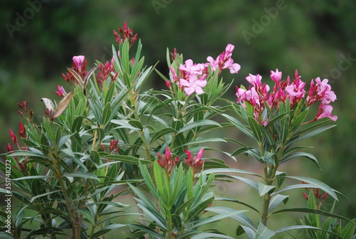 Wild Spanish Nerium Oleander Plant photo