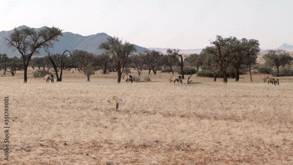 Lockdown shot of gemsboks grazing near trees against sky, Oryx gazella on landscape - Namib Desert, Namibia Lockdown shot of gemsboks grazing near trees against sky, Oryx gazella on landscape - Namib Desert, Namibia
