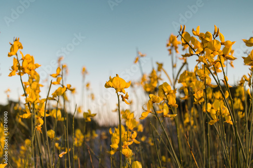 A beautiful cosmos flower in sunset. Field of blooming yellow flowers on a blue background.