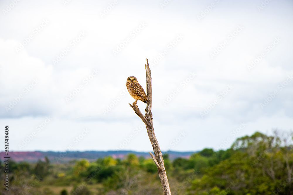Bela coruja-buraqueira (Athene cunicularia) de pé sobre um galho seco Bela coruja-buraqueira (Athene cunicularia) de pé sobre um galho seco
