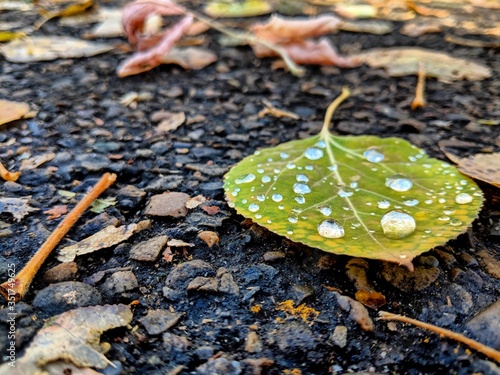 Water droplets on a leaf