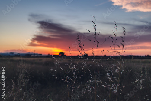 Close up flower grass and sunset background in the evening. Bright Dramatic Sky And Dark Ground. Countryside Landscape Under Scenic Colorful Sky At Sunrise. Sun Over Skyline, Horizon. Warm Colours.